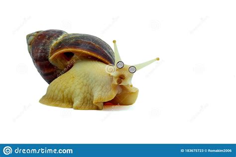 Funny Snail Achatina With Hypnotized Eyes Crawling On A White