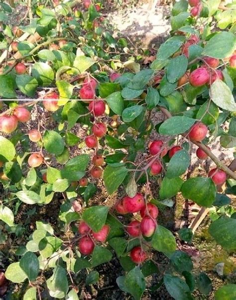 Full Sun Exposure Red Kashmiri Apple Ber Plant For Fruits At Rs 40piece In Jaipur