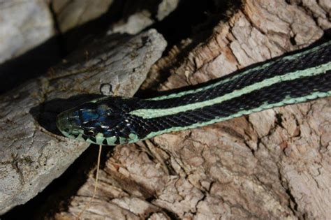 Thamnophis Sirtalis Pickeringii Blue Morph Steven Bol Garter Snakes