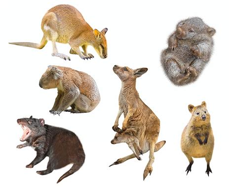 Marsupial Animals
