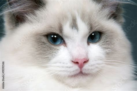 Ragdoll Cat Face Stock Photo Adobe Stock