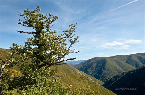 Instantes Fotos De Sebastián Navarrete Otoño En El Bosque De