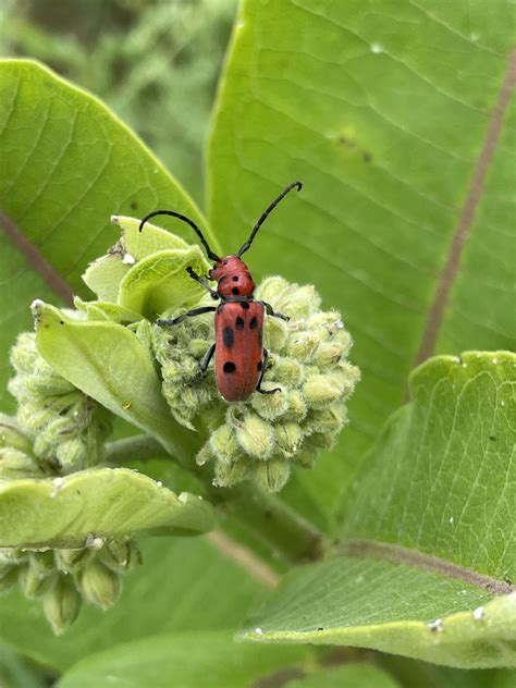 Perfect Specimen Red Milkweed Beetle On Milkweed Rinsects