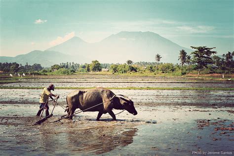 Filipino Farmer And His Carabao Location Laguna Philippi Flickr