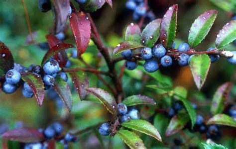 Evergreen Huckleberry Berries Native Plant Guide