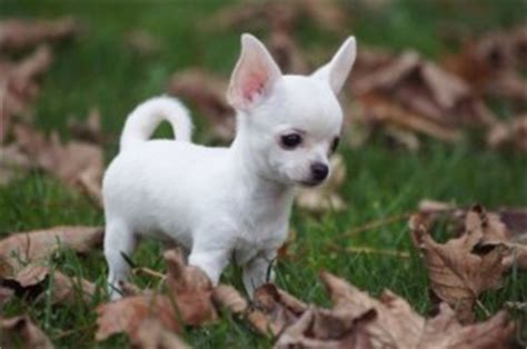 • 1,2 млн просмотров 9 лет назад. Newborn Chihuahua - How To Take Care of Them| Doglovely