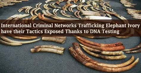 International Criminal Networks Trafficking Elephant Ivory Have Their