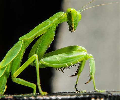 What Can A Praying Mantis Do Without Its Head With Picture