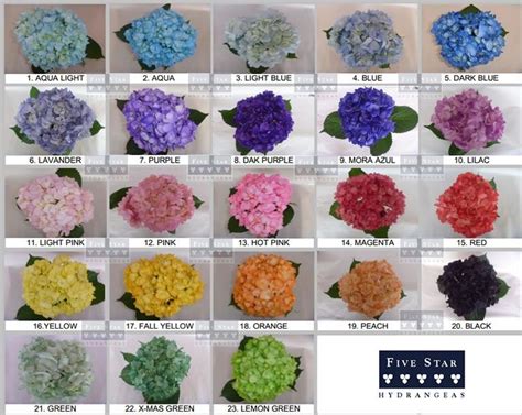 Hydrangea Colors Do They Really Come In All These Different Colours