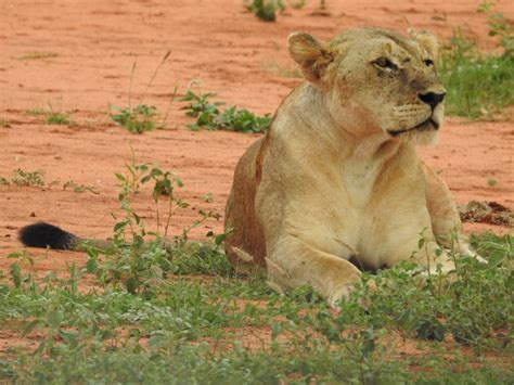 Lions Tail Similar But Different In The Animal Kingdom