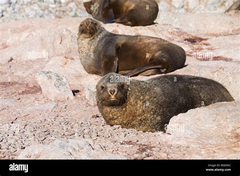 Fur Seals Gourdin Island Antarctic Peninsula Antarctica Polar Regions Stock Photo Alamy
