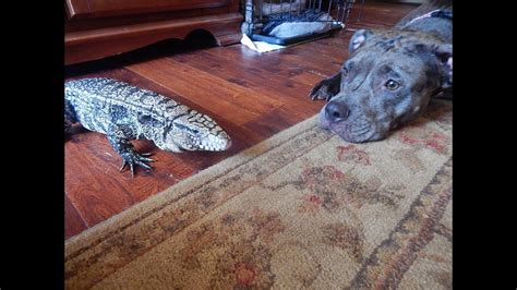 They are a product of convergent evolution and live in tropical rainforests, deserts and savannas. DO TEGUS GET ALONG WITH DOGS? - YouTube