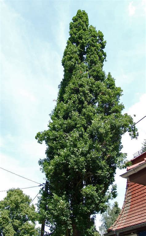 Quercus Robur F Fastigiata Columnar English Oak For Sale Red Panda