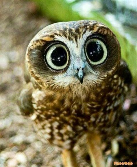 Super Cute Owl Baby Owls Animals And Pets Funny Animals Funny Owls