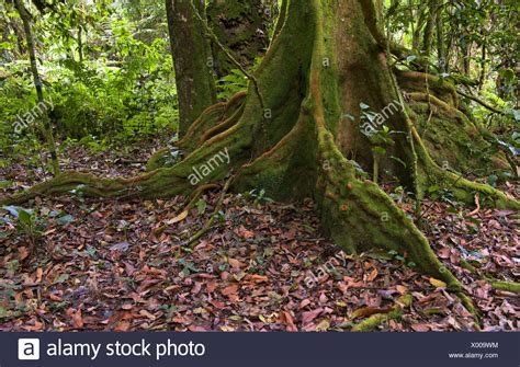 African Roots High Resolution Stock Photography And Images Alamy