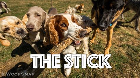 The Stick Video Dogs Favourite Toy And Their Crazy Games With It