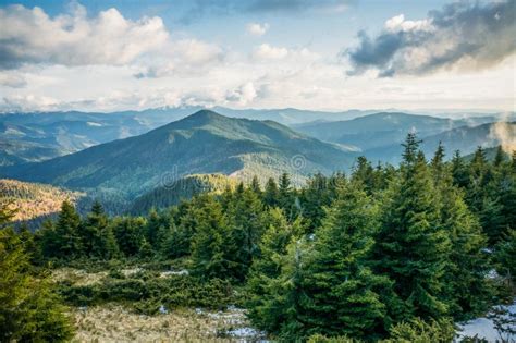 Green Mountain Forest In Scenic Carpathian Mountains Ukraine Stock