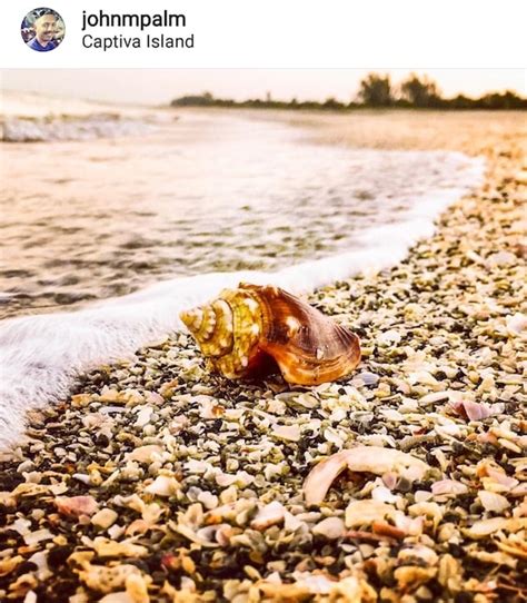 Santa catalina island, ca 90704. 10 Best Shelling Beaches in Florida » Sand Dollar Shelling