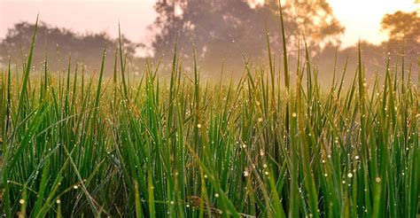 Being the cream of the crop is being the best of something. Protecting food crops in India against climate change ...