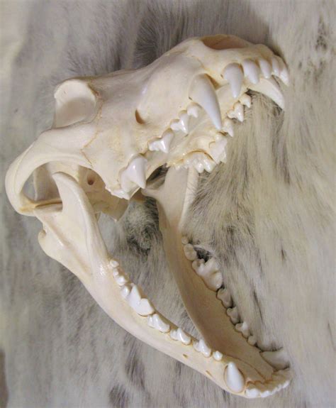 Wolf Skulls Reference 11 By Lamelobo On Deviantart
