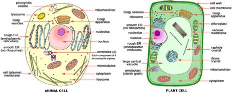 Cells are microscopic building blocks of unicellular and multicellular living organisms. Cells | biochemth