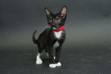 Fotografió Gatos Negros De Un Albergue Para Que Los Adopten