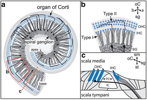 The Organization Of Sgn Innervation In The Mature Cochlea A In A