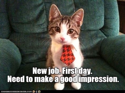 New Job First Day Lolcats Lol Cat Memes Funny Cats Funny