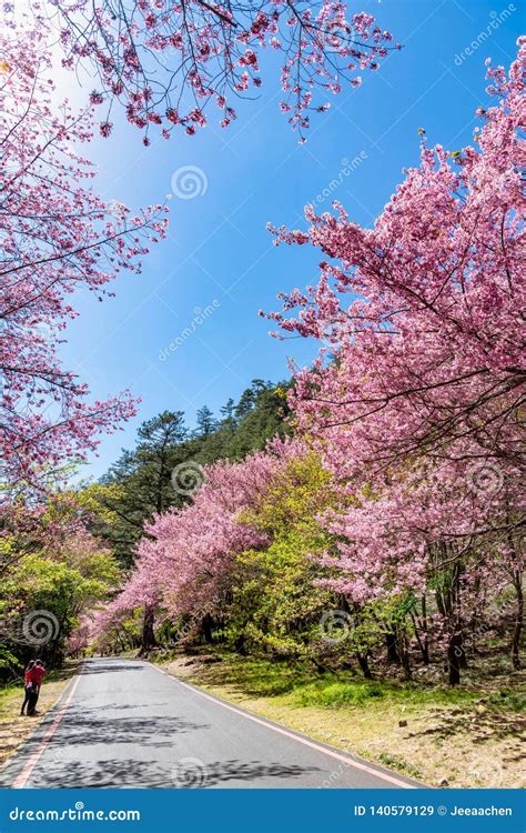 Beautiful Cherry Blossoms In Wuling Farm Taiwan Editorial Stock Image