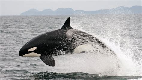 As The Orca Go So Go We Washington State Aims To Help Endangered