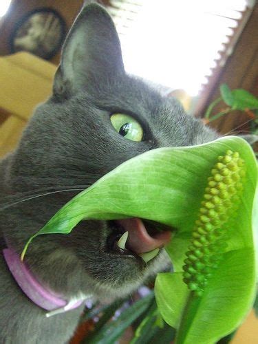 Received this peace lily plant just 3 days ago and it seems to be wilting more and more: your peace lily! (With images) | Cats, Peace lily, Plants