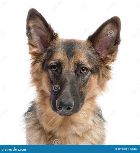 Close Up On German Shepherd 11 Months Old Stock Photos Image 9892383
