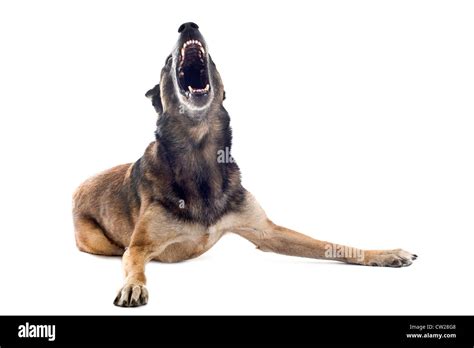 Angry Purebred Belgian Sheepdog Malinois On A White Background Focus