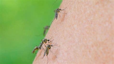 Mücken-Alarm in Deutschland: Droht uns im Sommer eine Mückenplage