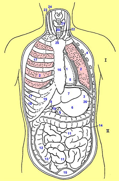 Welche inneren organe liegen der ventralen bauchdecke an? Fragen / Antworten drittes Quiz - Du-bist-der-Teamchef-Forum