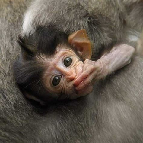 Web Idea 40 Funonthenet Sw Adorable Monkey Babies Youll Fall In