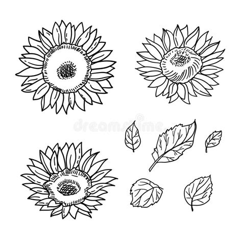 Vector Isolated Handdrawn Sunflowers And Leaves Black And White