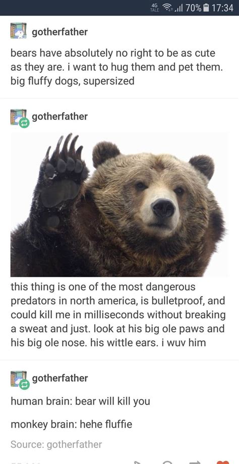 Bear With Me Silly Memes Tumblr Funny Animal Memes