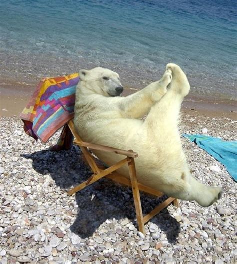 Polar Bear Yoga Cute Animals Pinterest
