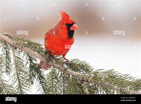 Northern Cardinal Cardinalis Cardinalis Sitting On Evergreen Bough