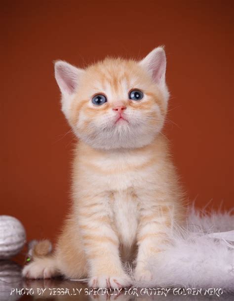 His short, dense coat comes in many colors and patterns and should be brushed two or three times a week to. Golden Neko Cattery * Shaded golden british shorthair ...