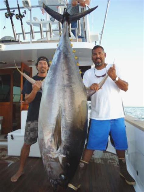 Puerto Vallarta Fishing Reports World Record Yellowfin Tuna Puerto