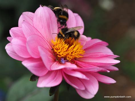 These beautiful, heirloom flowers have been used in. Brilliant plants for bees and butterflies! - Pumpkin Beth