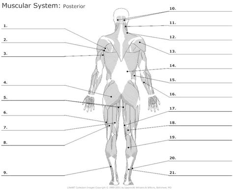 Unlabeled Muscular System Diagram Human Body Anatomy Organshuman