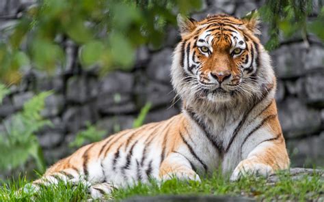 Wallpaper Siberian Tiger Female Zoo Big Cat Hd 5k