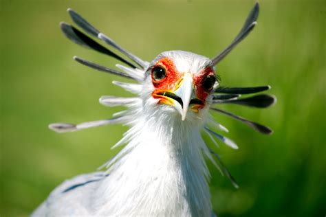 Secretary Bird And Bateleur Up Listed To Endangered On Iucn Red List