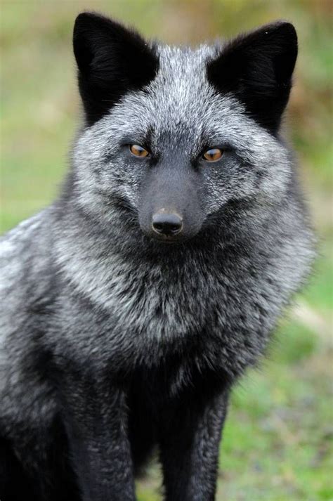 A Melanism Fox Looks Better Then An Albino Fox If You Ask Me 可愛い 動物