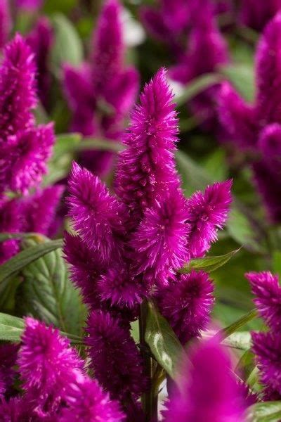 Spiky Celosia Our Plants Kaw Valley Greenhouses