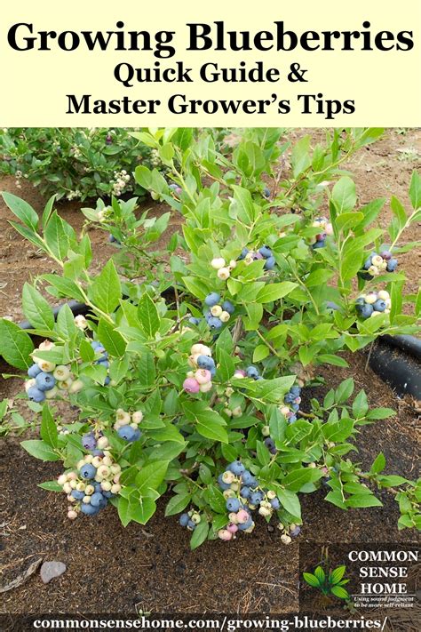 Growing Blueberries Best Tips For The Home Garden