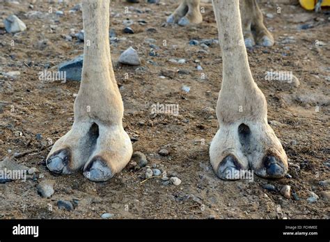 Camel Foot Close Up Hi Res Stock Photography And Images Alamy